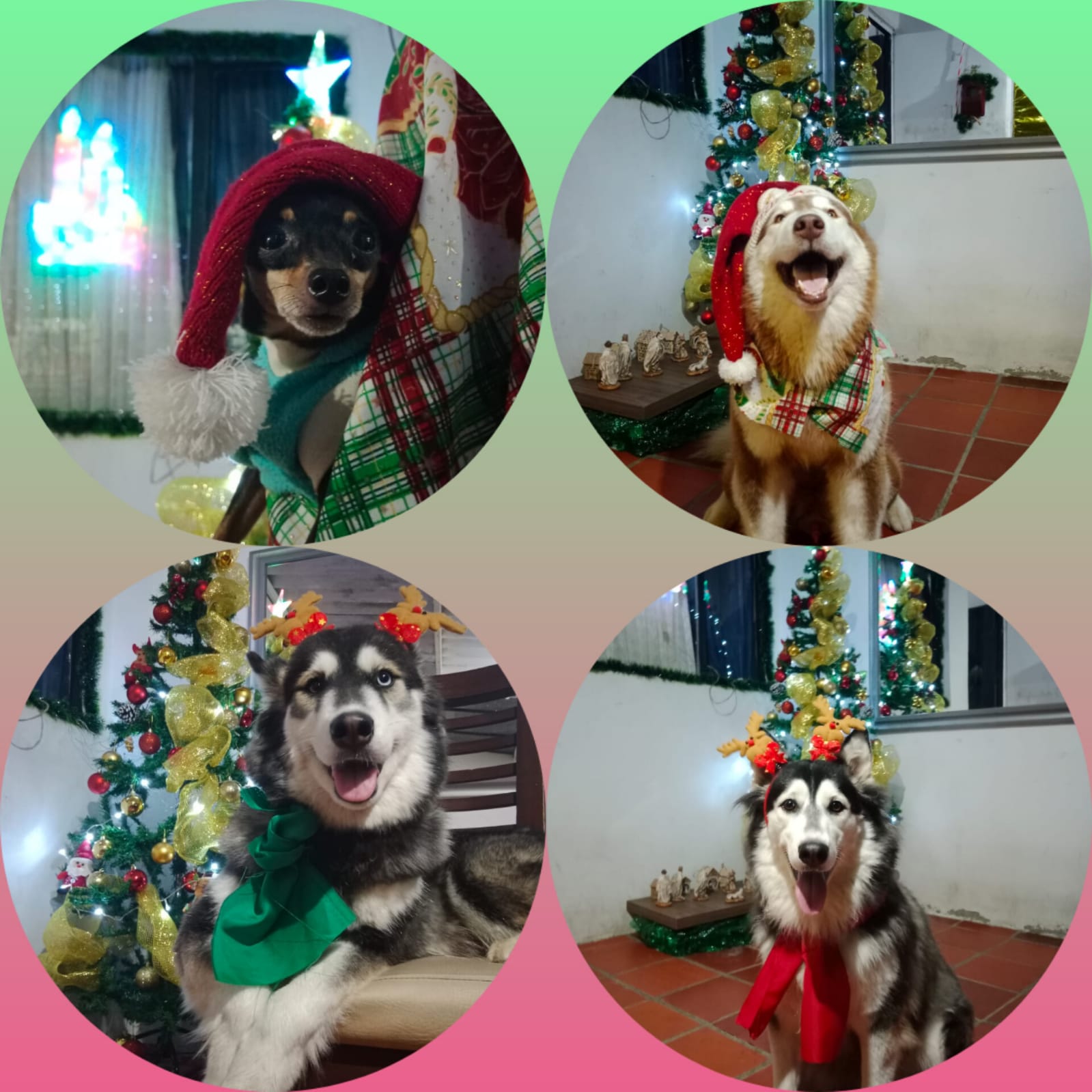 Imagen 4